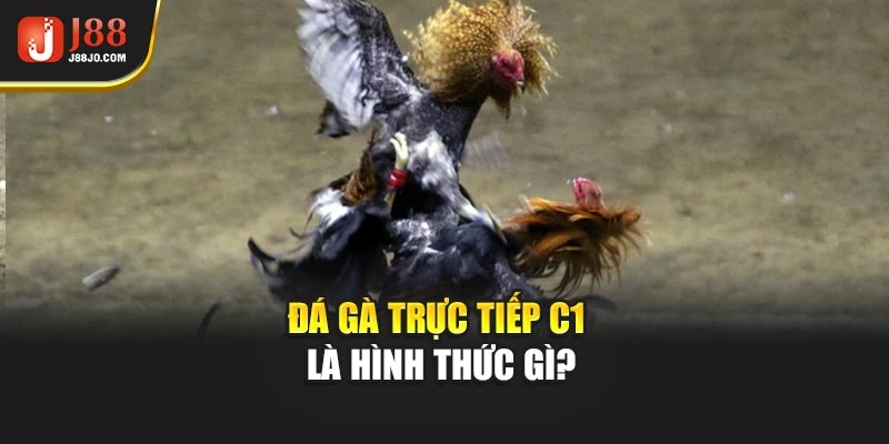 Đá gà trực tiếp C1 là hình thức gì?