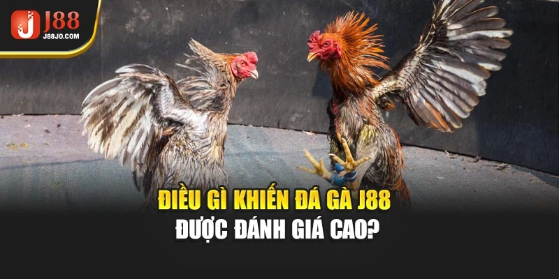 Điều gì khiến đá gà J88 được đánh giá cao
