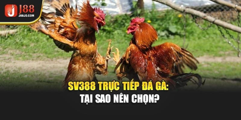 SV388 trực tiếp đá gà: Tại sao nên chọn?